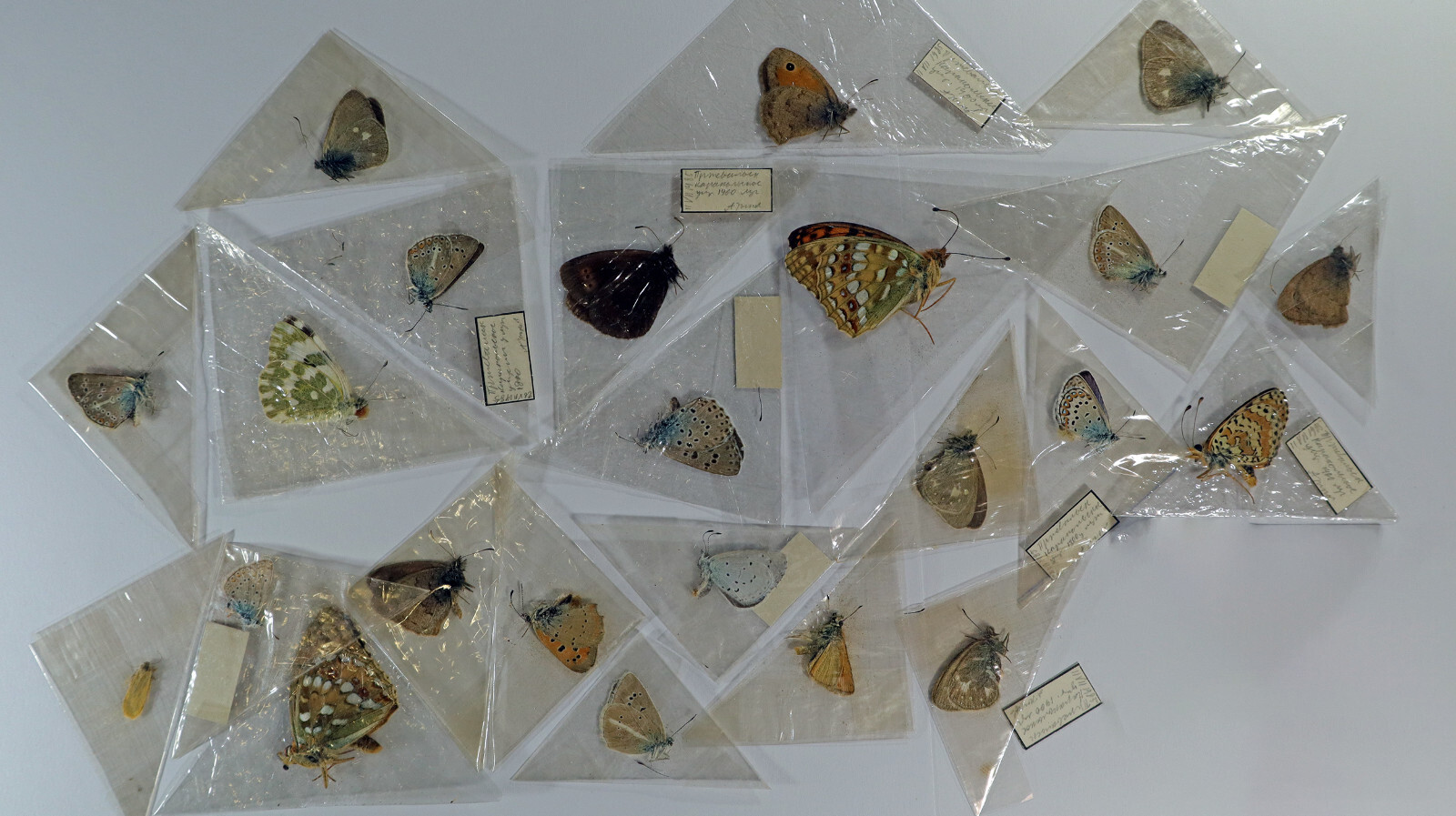 Lepidoptera Nymphalidae, Satyridae, Lycaenidae, set 2, from Kirghizstan  23 pcs