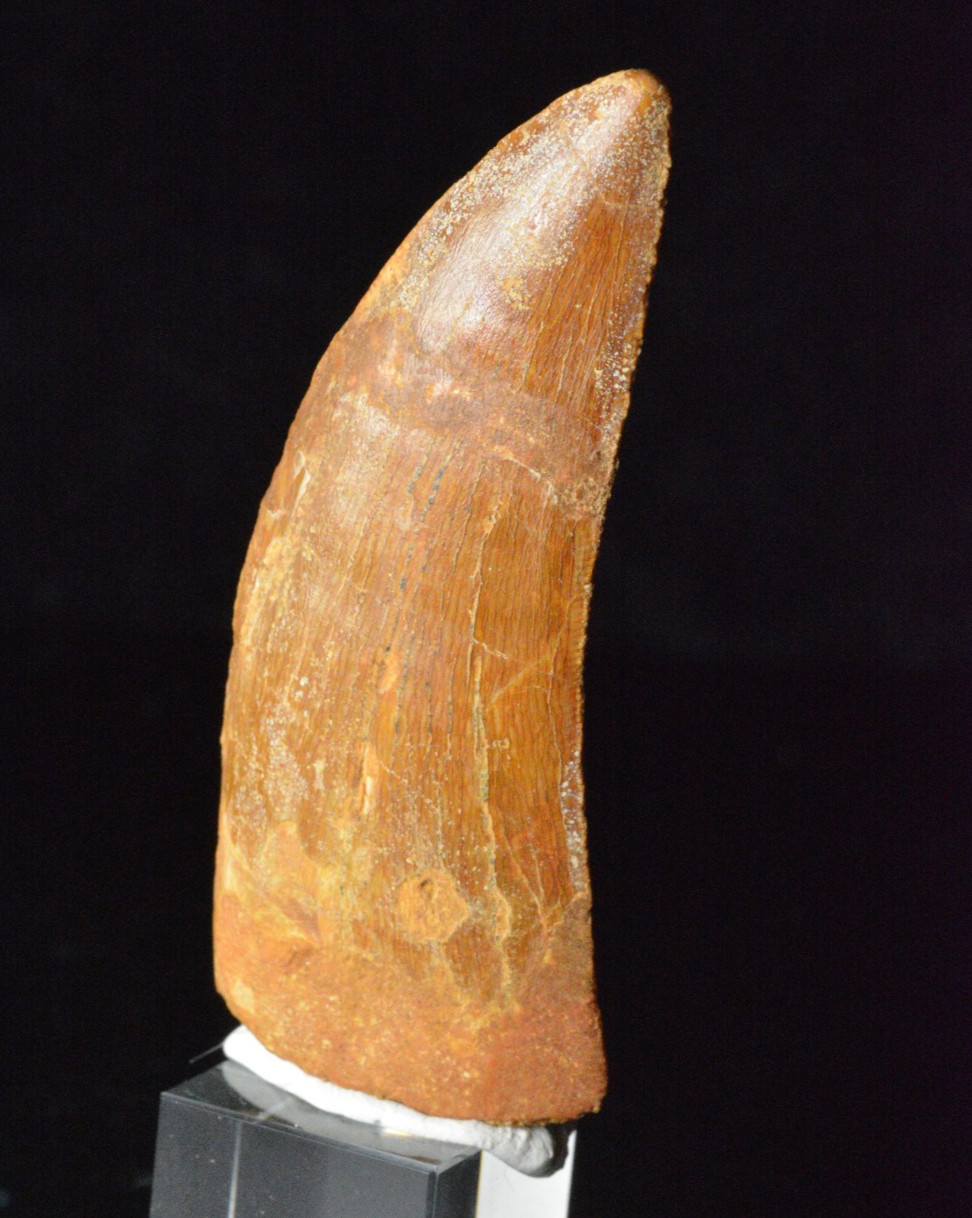 Carcharodontosaurus Dinosaur Tooth, Kem Kem, Morocco 2.72 Carcharodontosaurus Dinosaur Tooth, Kem Kem, Morocco 2.72