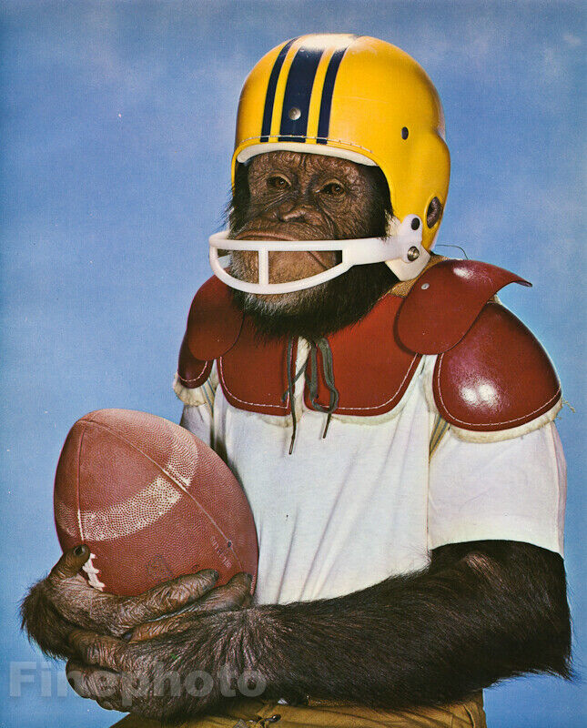 1950s Vintage MONKEY HUMOR Chimpanzee Football Sports Athlete Photo Art 12x16