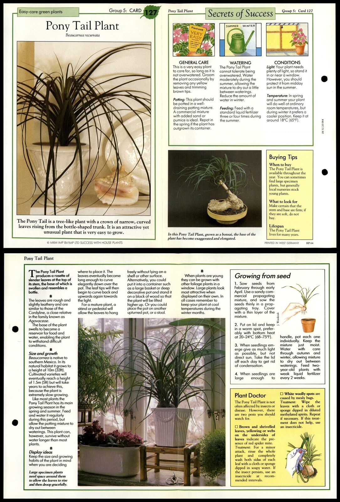 Pony Tail Plant #127 Easy-Care Success With House Plants 1990 Fold-Out Card