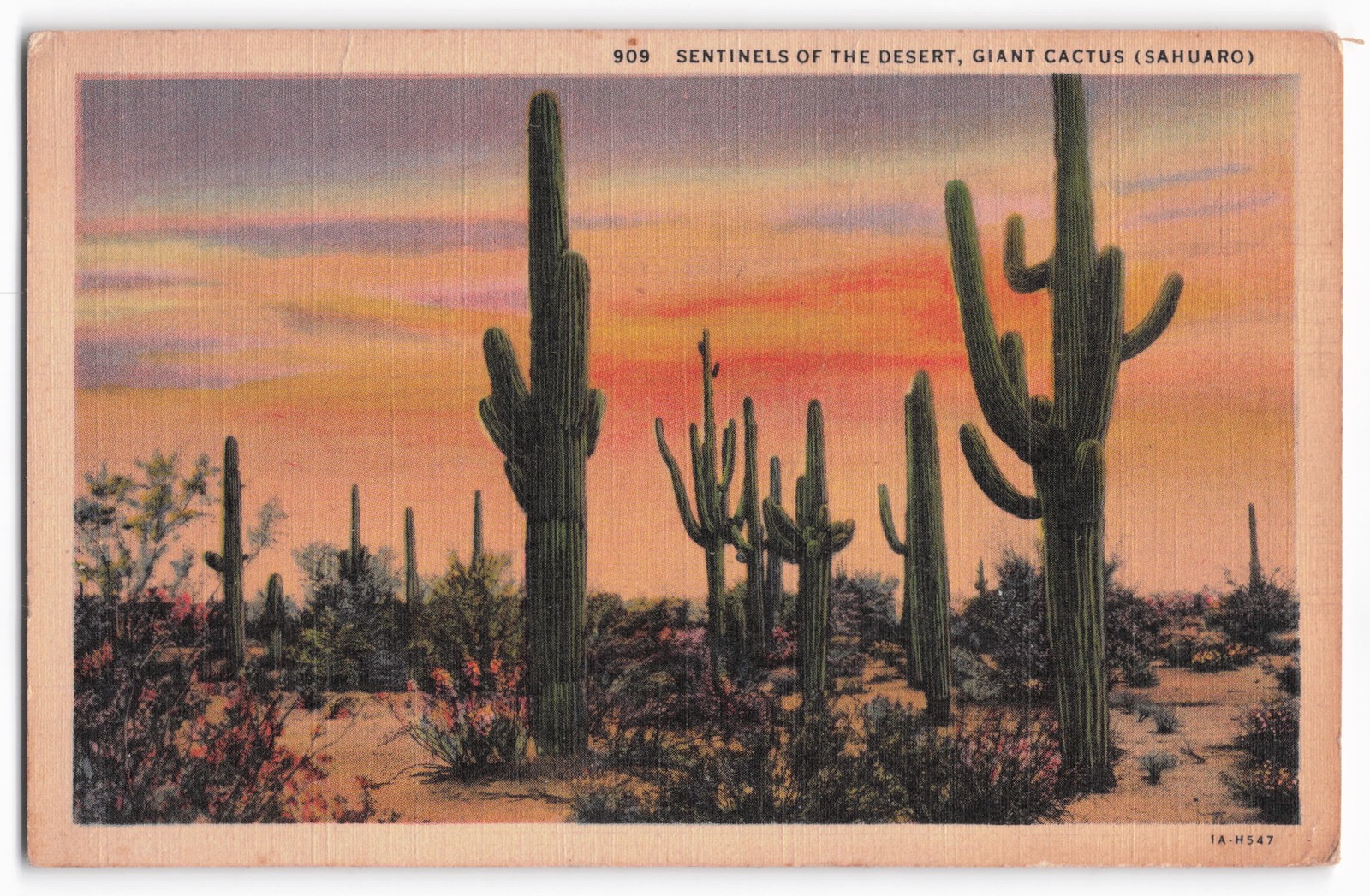 Vintage 1941 Saguaro Cactus Desert Sunset Postcard - Sentinels of the Desert Vintage 1941 Saguaro Cactus Desert Sunset Postcard - Sentinels of the Desert