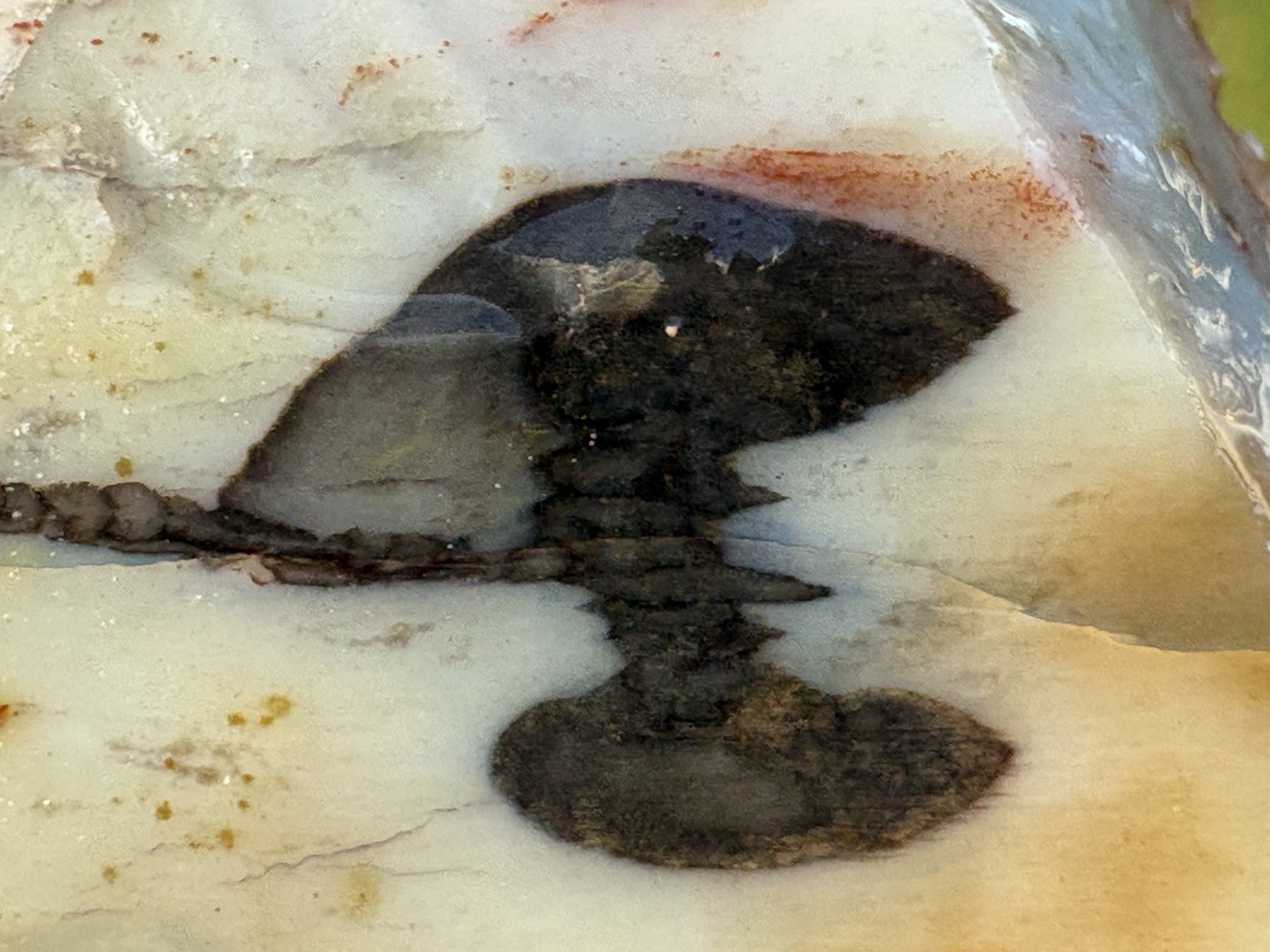 ☘️RR⛏️: Stunning Arizona Petrified Wood Agate/Opal/Dendrites/Bark 12.7 Oz. 🌈