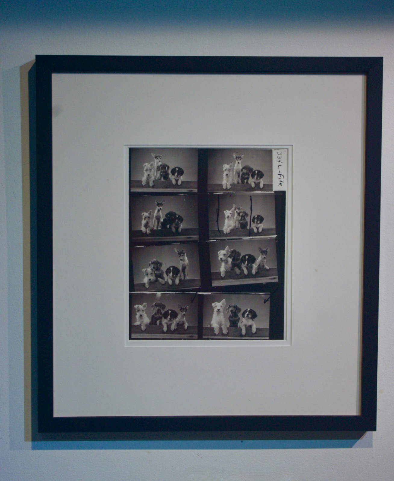 Vintage Walter Chandoha Signed 1965 Neg Contact Sheet Photo Puppies Studio Proof Vintage Walter Chandoha Signed 1965 Neg Contact Sheet Photo Puppies Studio Proof