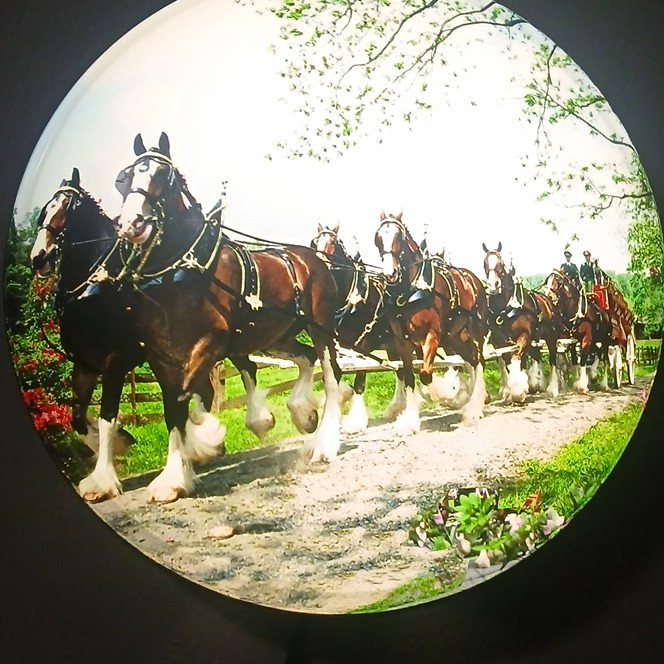 Budweiser Clydesdales Horses 16\