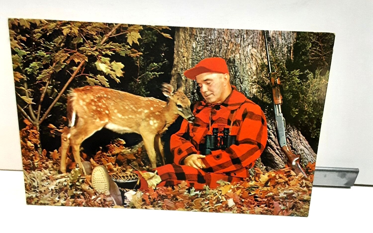 Vintage c 1969 Deer With Hunter Sleeping Maine Posted Postcard