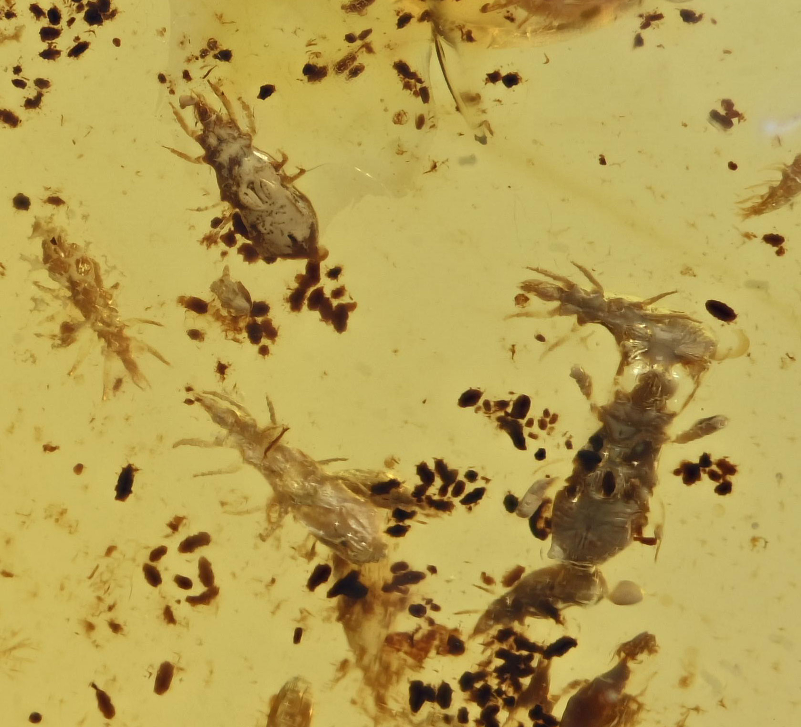 Huge swarm of Acari (Mites), Fossil insect inclusion in Burmese Amber