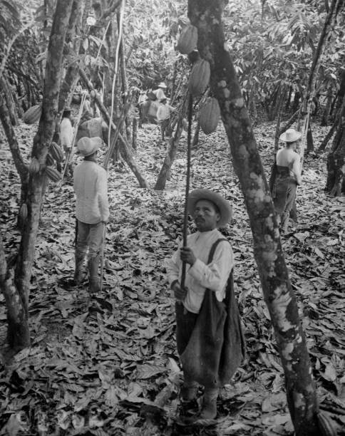 Industries of War - Candy - AT THE SOURCE OF CHOCOLATE Harvesting - Old Photo
