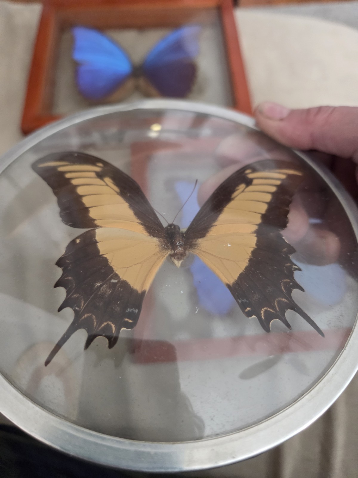 Vintage Swallowtail Butterfly Specimen Mounted In A Bubble Glass Frame