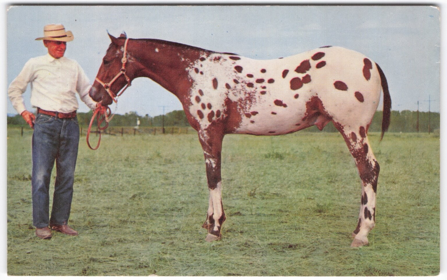 Vintage Appaloosa Stallion Kelly\'s Ace Postcard - Mike Roberts Color Photo Vintage Appaloosa Stallion Kelly\'s Ace Postcard - Mike Roberts Color Photo