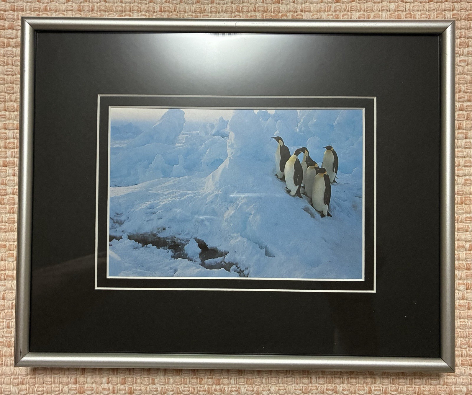 PENGUIN Photo Pic. CUSTOM FRAMED for a professional. More Beautiful In Person