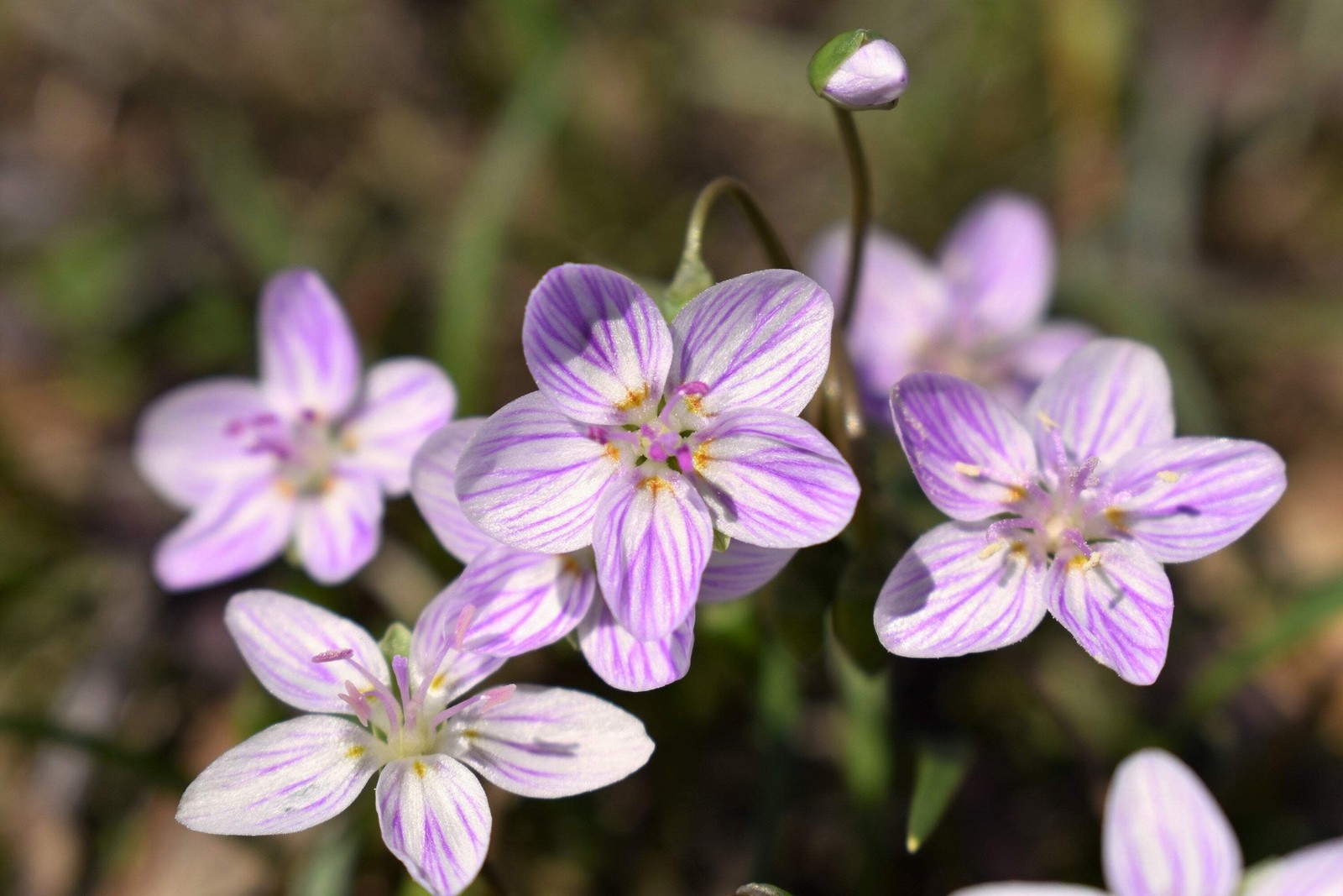 20 VIRGINIA SPRING BEAUTY Claytonia Virginica Eastern Fairy Pink Striped Native
