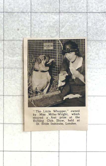 1921 Bulldog Club Show 1st Prize, Little Whopper Owned By Miss Miller Wright