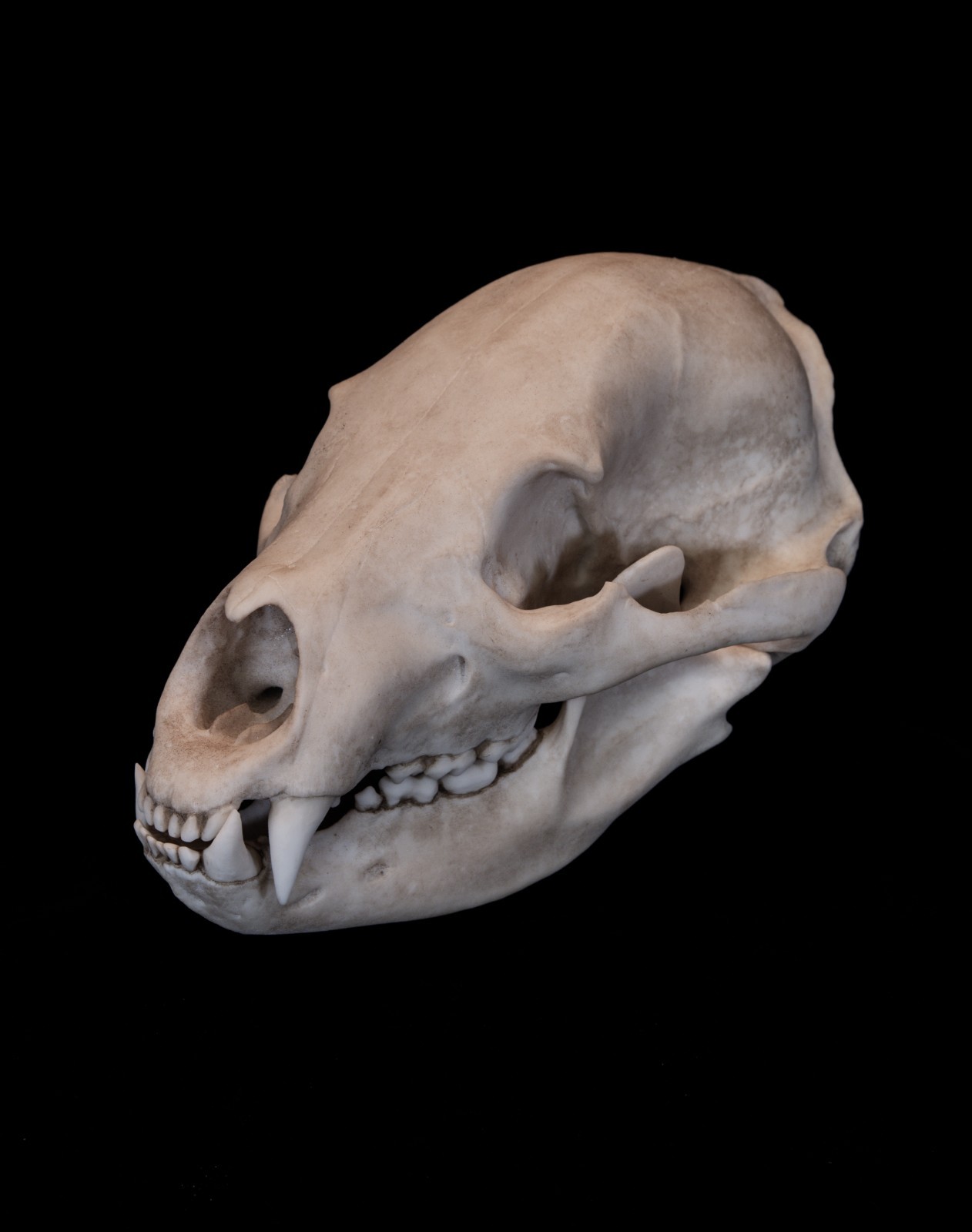 Black Bear Skull Replica Life Size Wildlife Display Premium Resin AUS Made