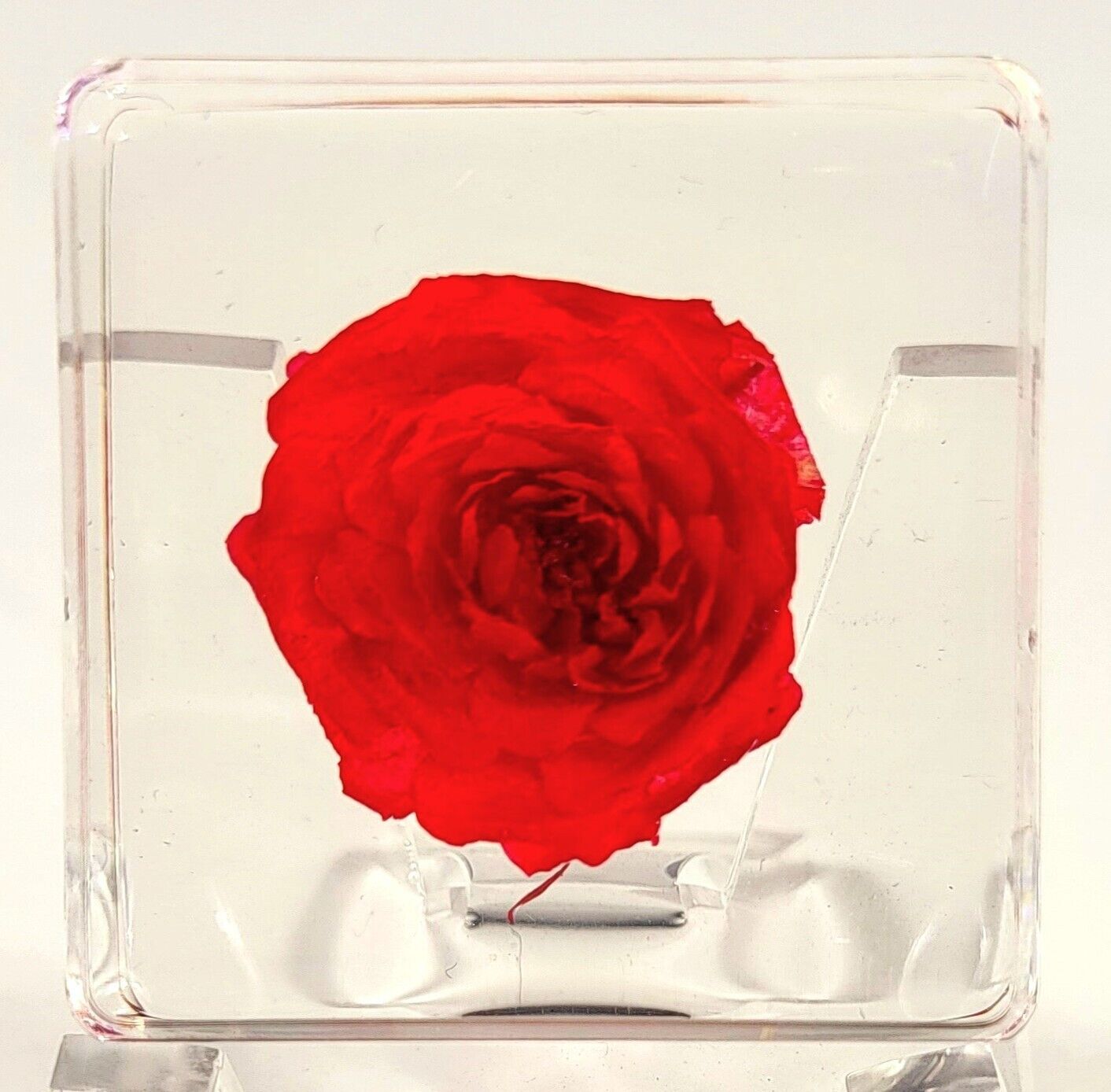 38mm Real Red Chinese Rose in Clear Resin Botany Herb Science Education Specimen