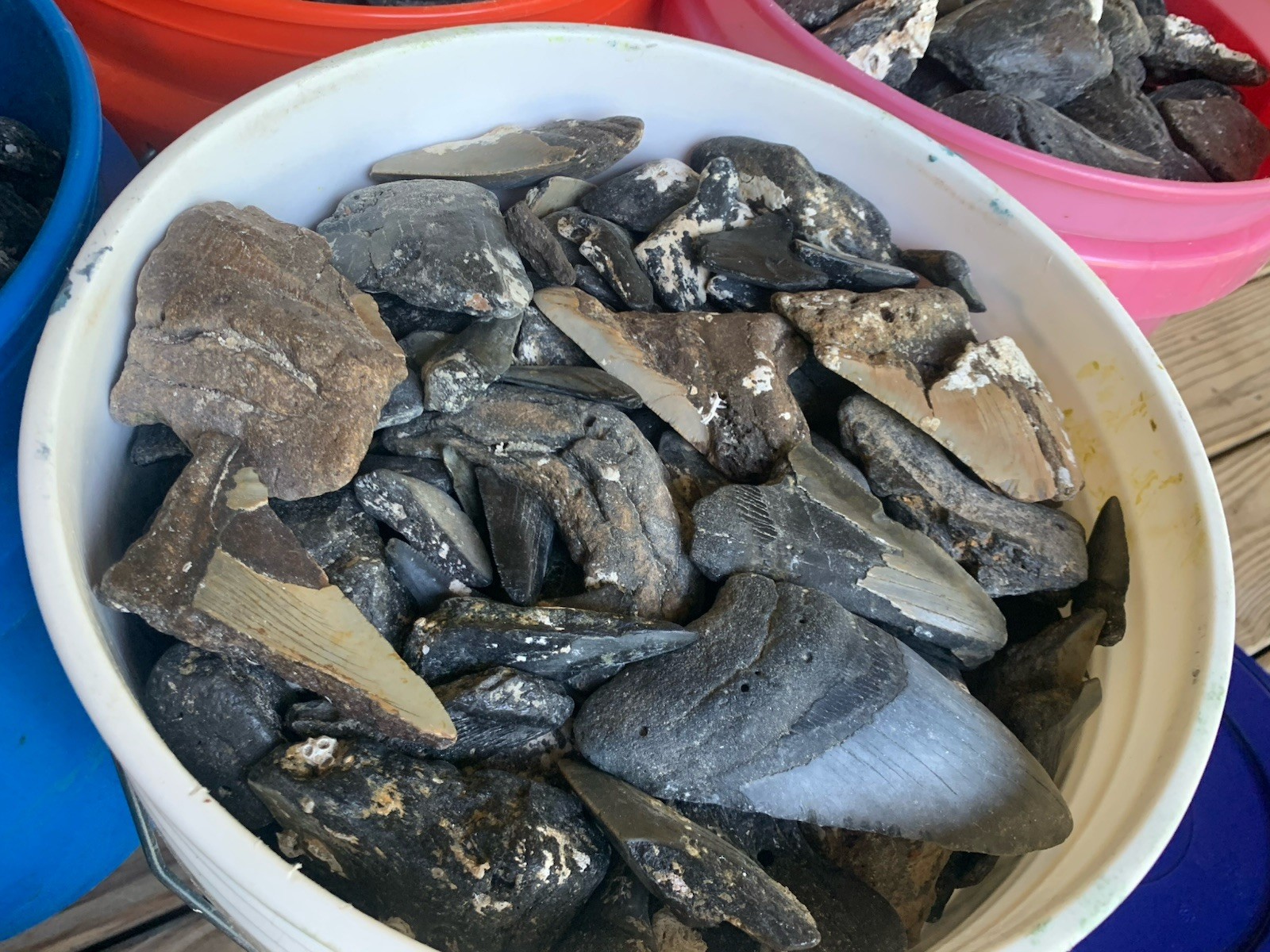 10 Pounds of Megalodon Teeth Fossils -damaged/ broken meg teeth