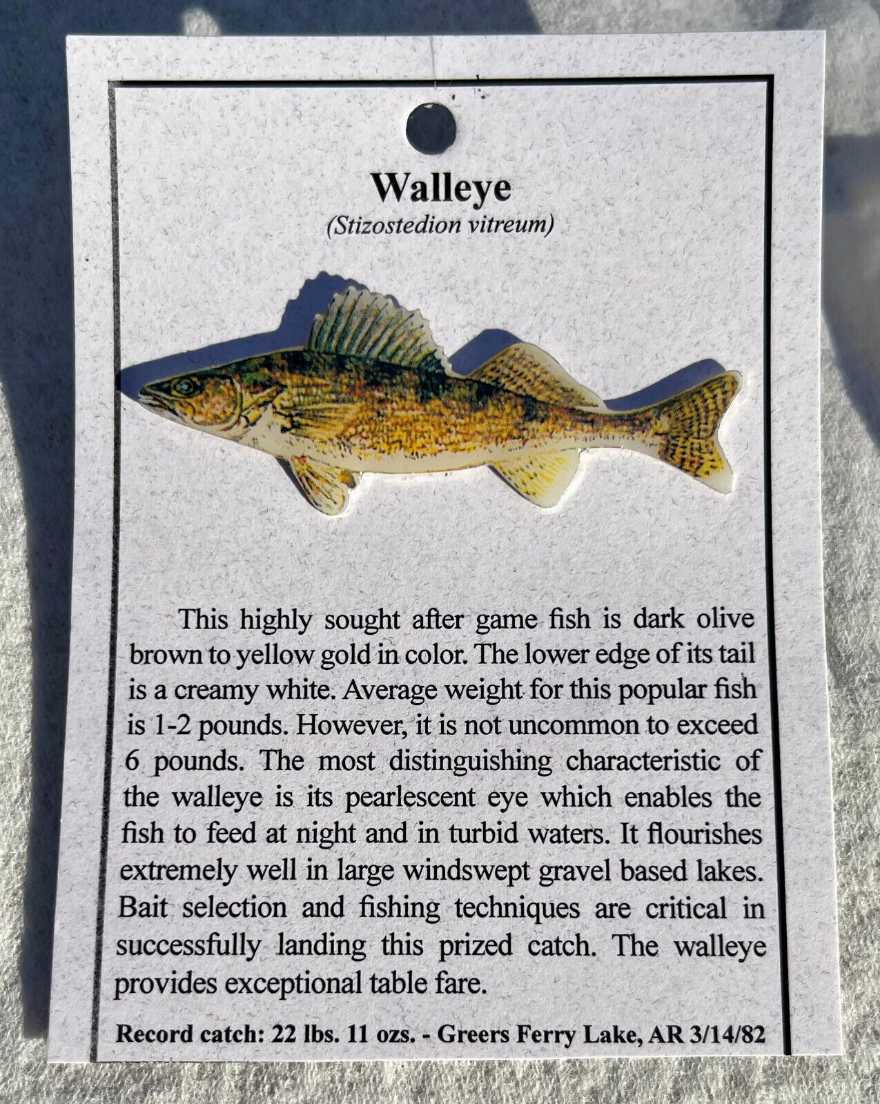 NEW WALLEYE  FISH HAT PIN LAPEL PINS