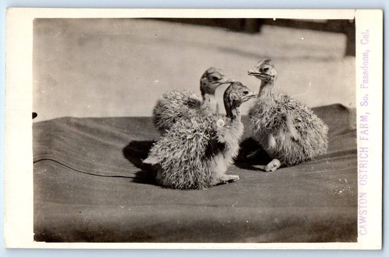 c1910\'s Cawston Ostrich Farm South Pasadena California CA RPPC Photo Postcard