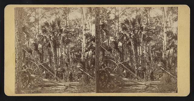 Photo:Florida St Johns River Palmetto Forest 1874 Stereoview