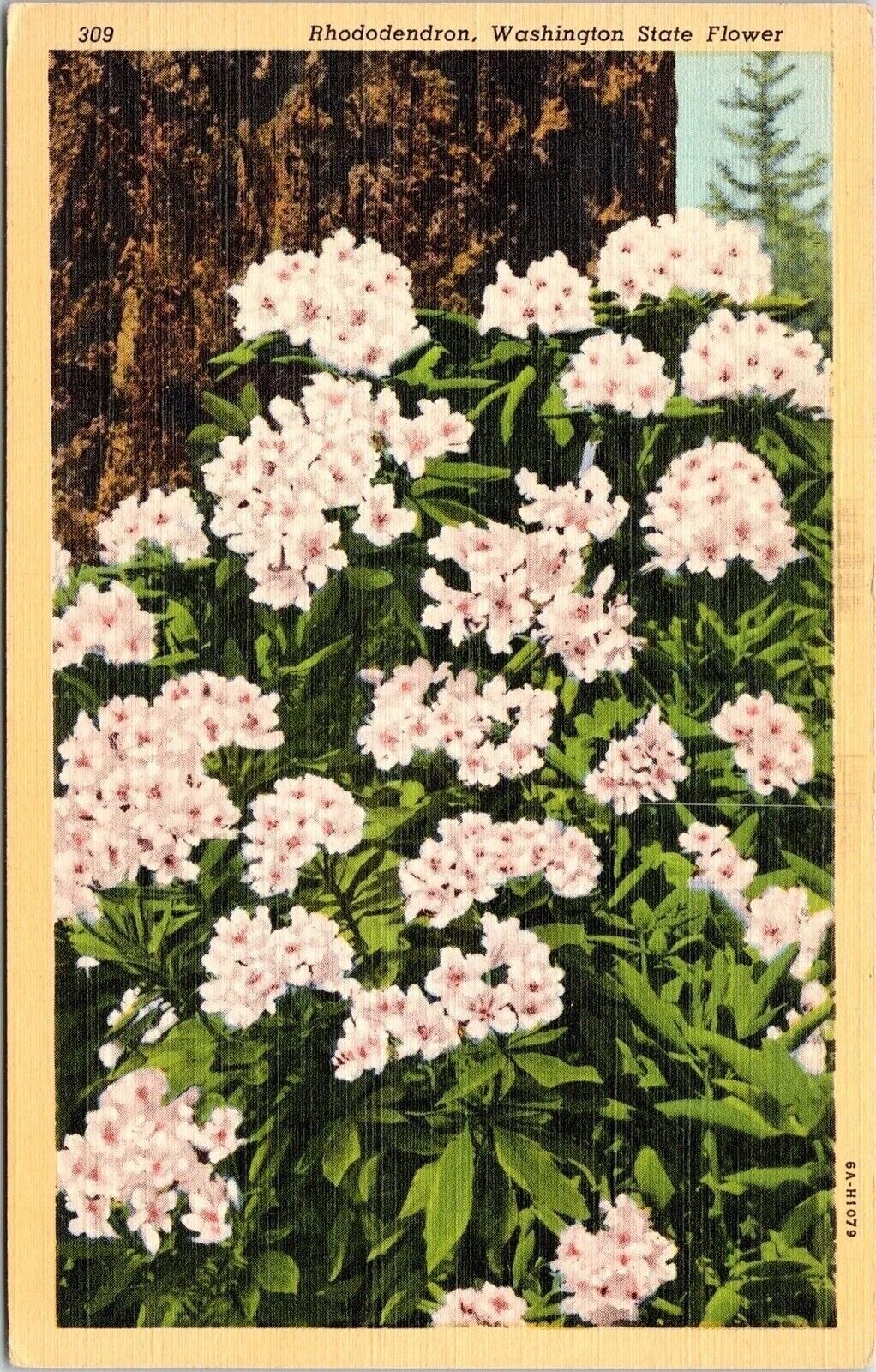 Rhododendron Washington State Flower Linen Postcard UNP VTG Curteich Unused