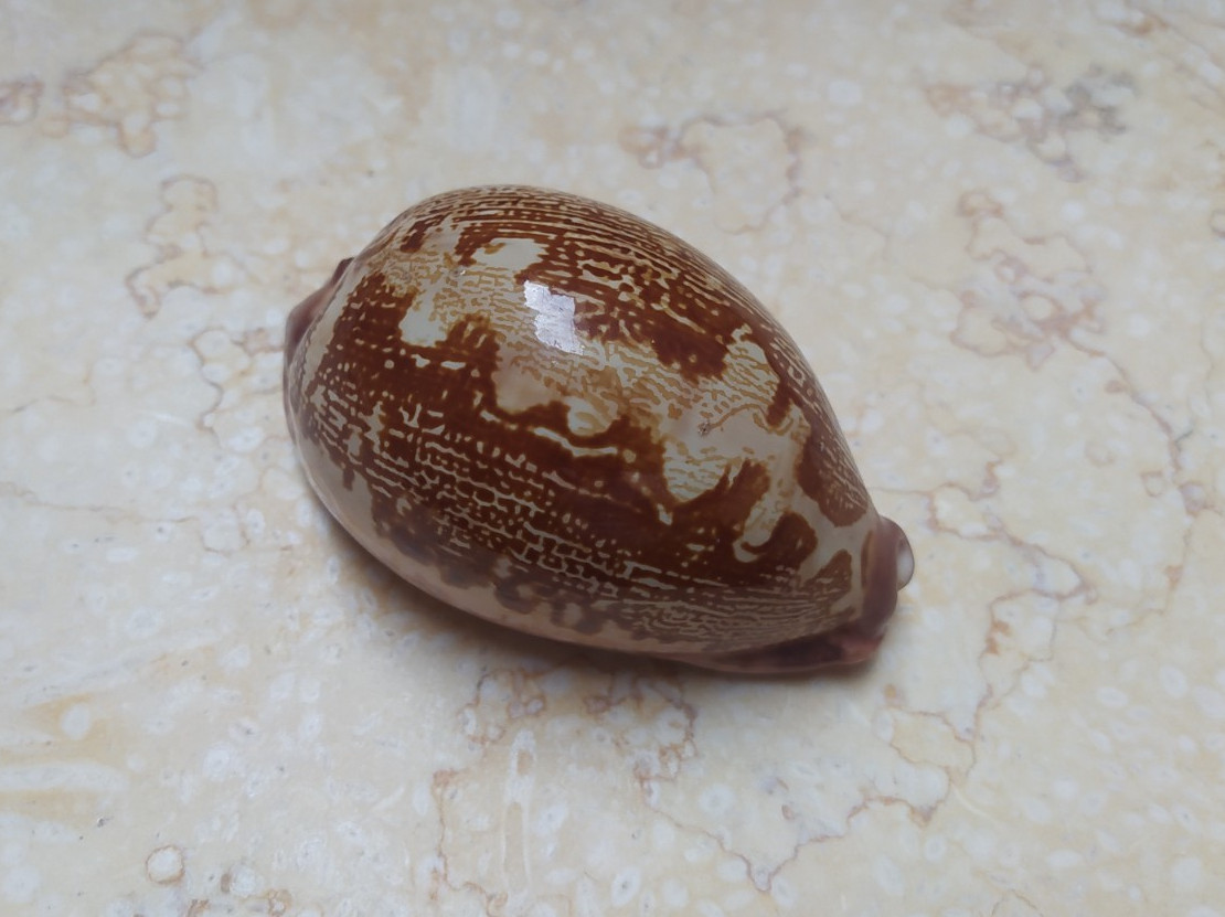 F Cypraea rosea mappa WOW F++++ singularis great pattern 76.9 mm natural glossy