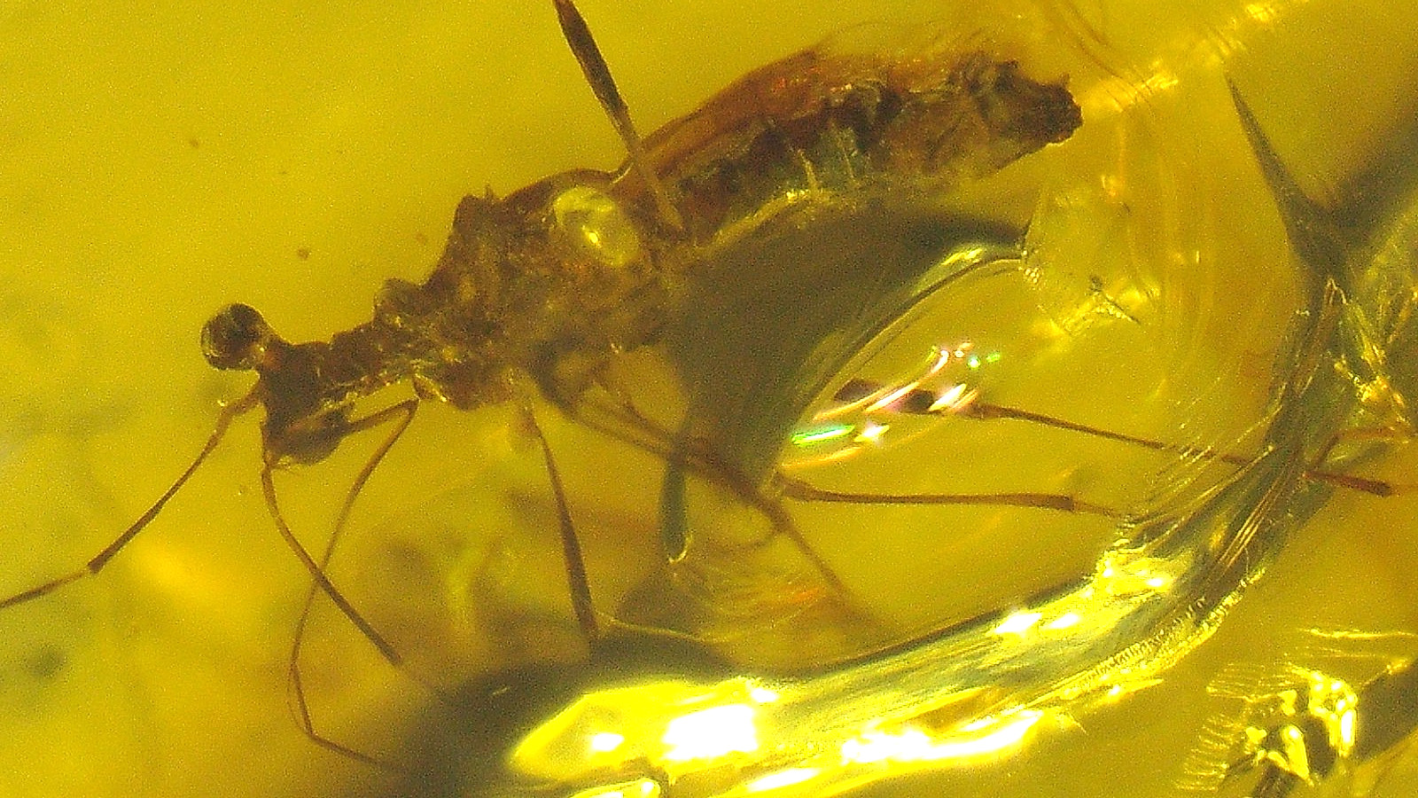 Beautiful True Bug with Bulging Eyes in Burmese Amber Fossil Dinosaur Age