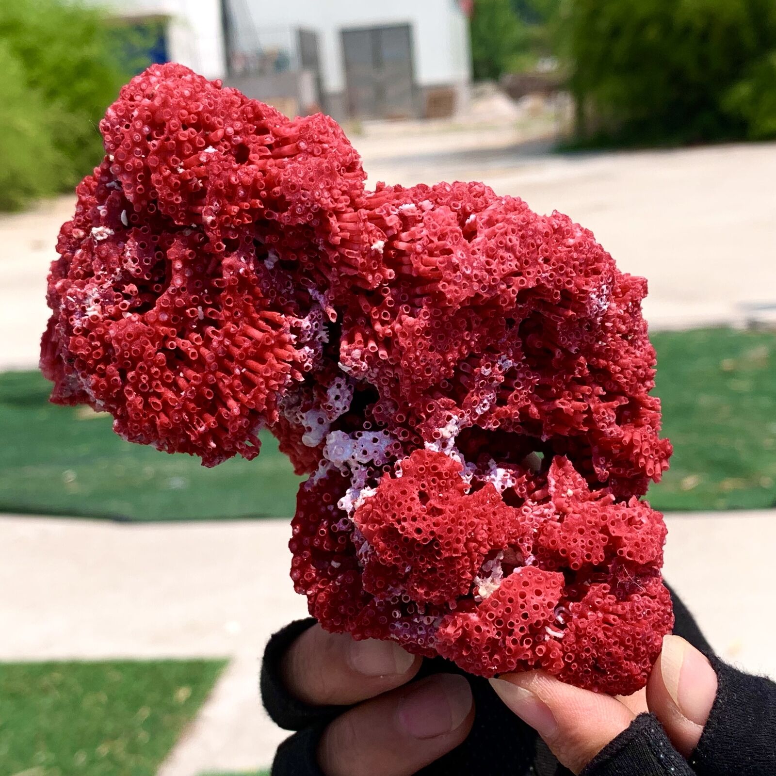 191G Natural Red coral reef Cluster Ocean Mineral Crystal Specimen