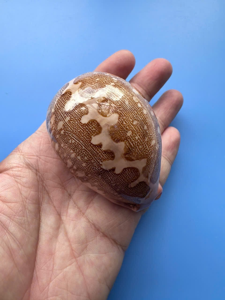 76.3mm | Cypraea mappa |F+++ GEM | PINK base | Super Nice pattern