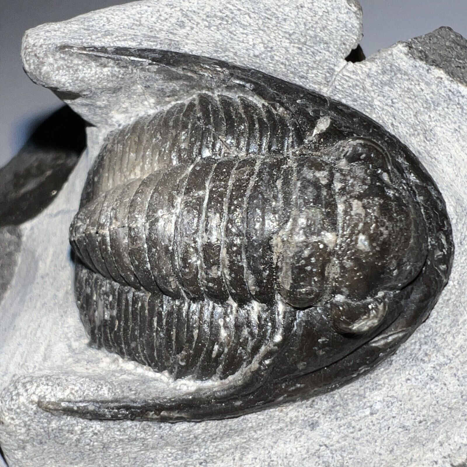 Rare Moroccan Pre Dinosaur Fossil TRILOBITE CORNUPROETUS 1.5 INCHES