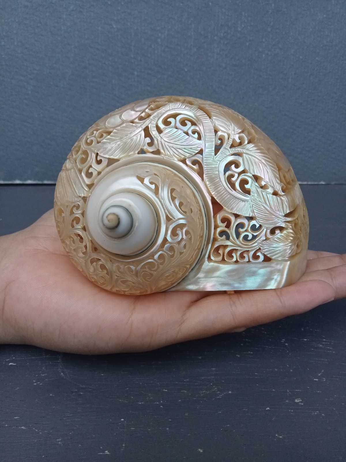Hand Carved Turbo Snail Shell Hummingbird Designs Natural Sea Shell