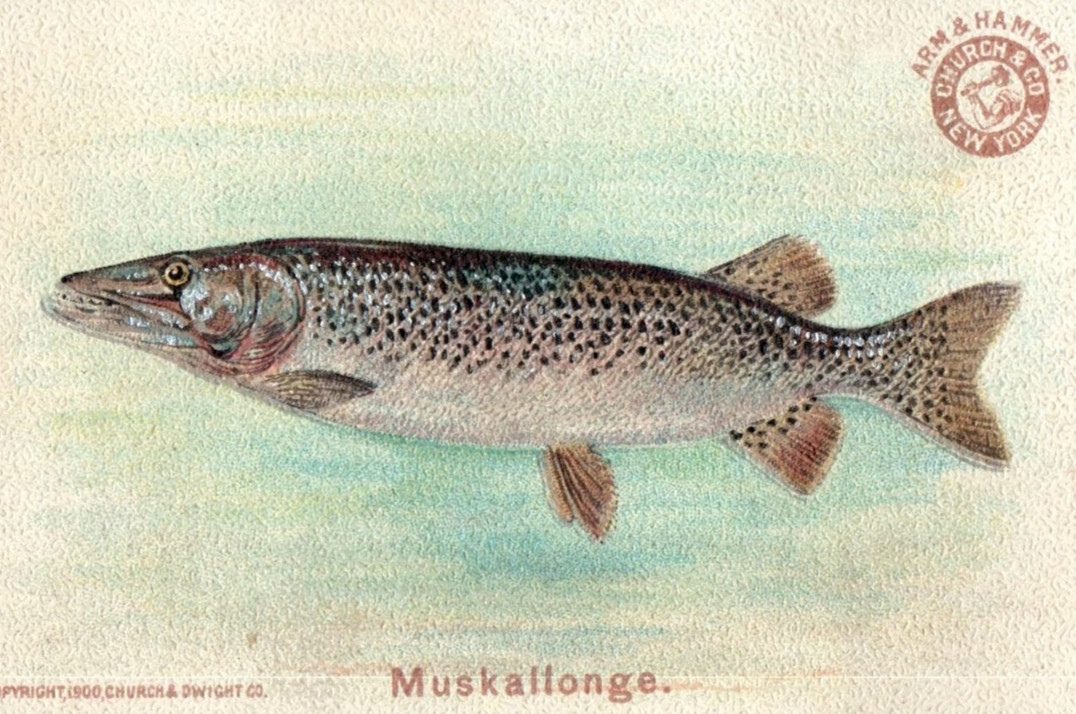 1880s-90s Arm & Hammer Fish Series Muskallonge F185 1880s-90s Arm & Hammer Fish Series Muskallonge F185