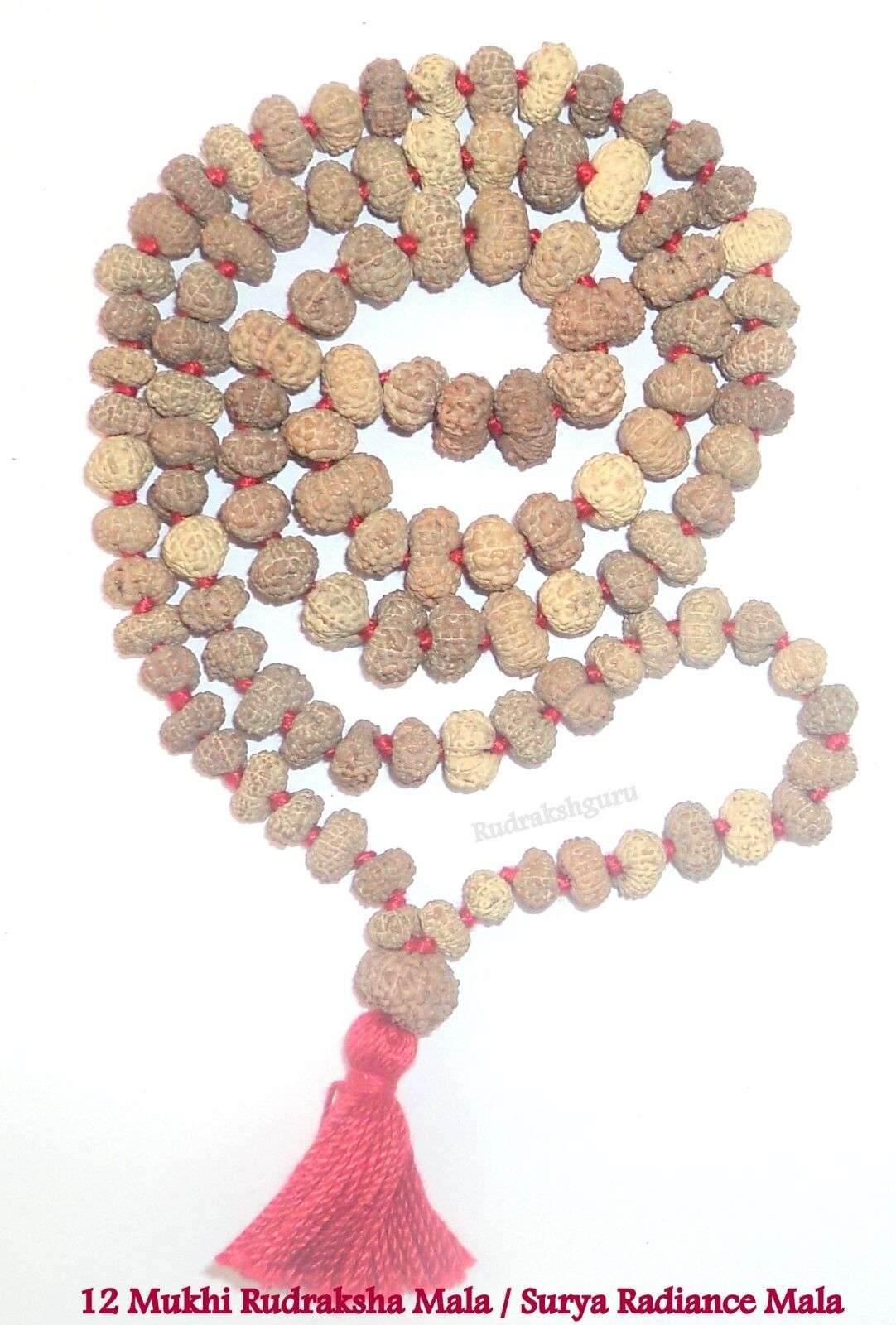 Rare 12 Mukhi Rudraksha Mala / Surya Radiance Mala - 109 beads 