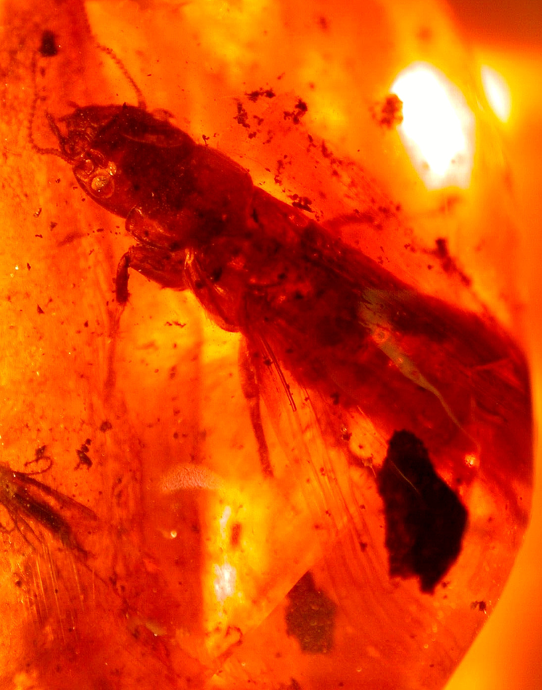 Ultra RARE Giant Extinct Mastotermes Termite with Ant in Dominican Amber Fossil