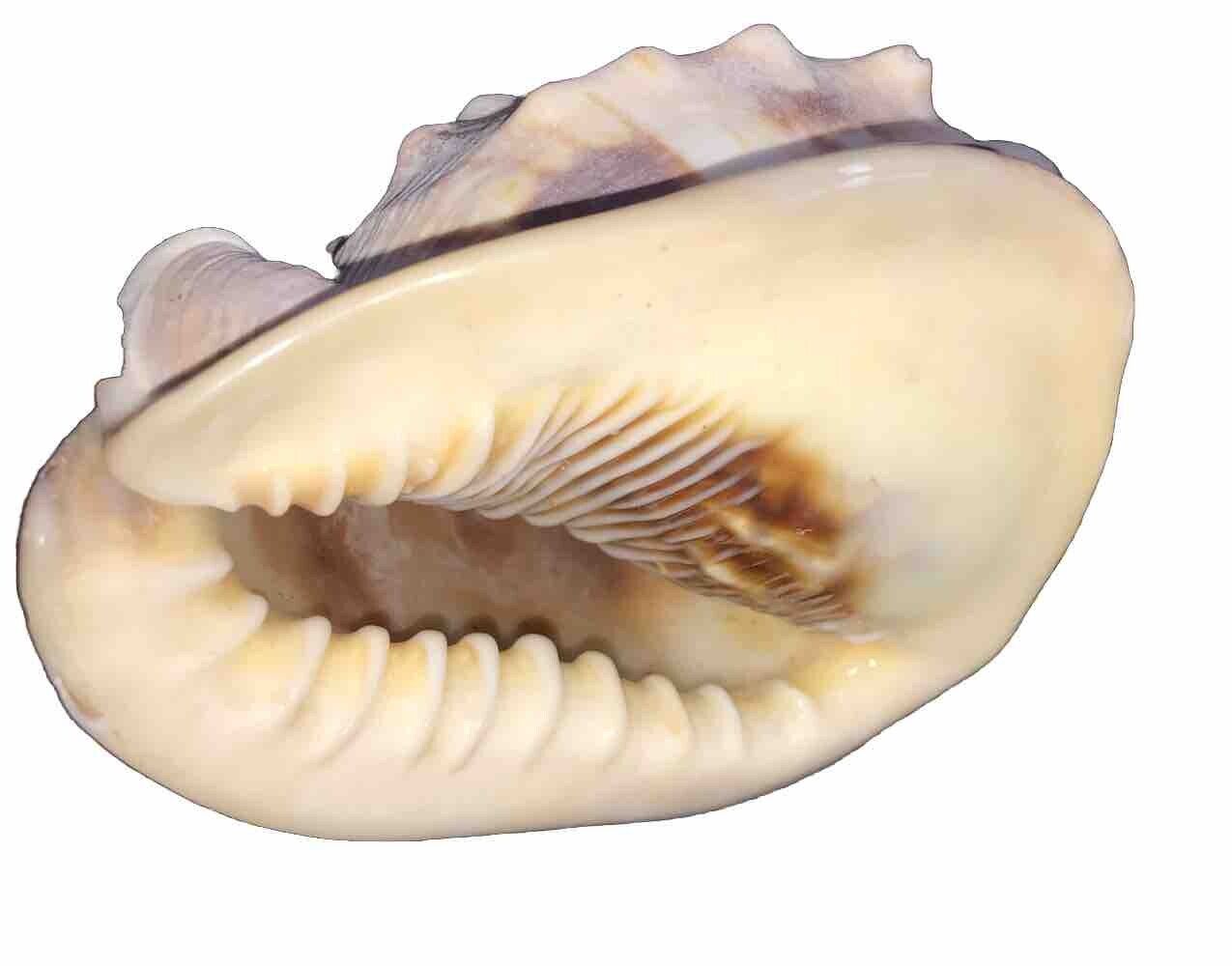 5” Conch Cassis Cornuta Helmet Sea Shell Natural Nautical Coastal Beach Decor