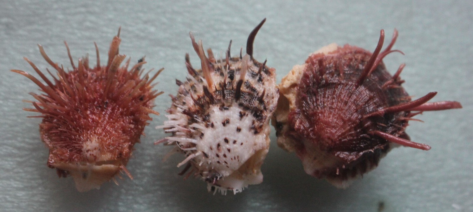 spondylus albibarbatus set 32 33mm F+++ caught in Siargao islandEP JAN 219 2023