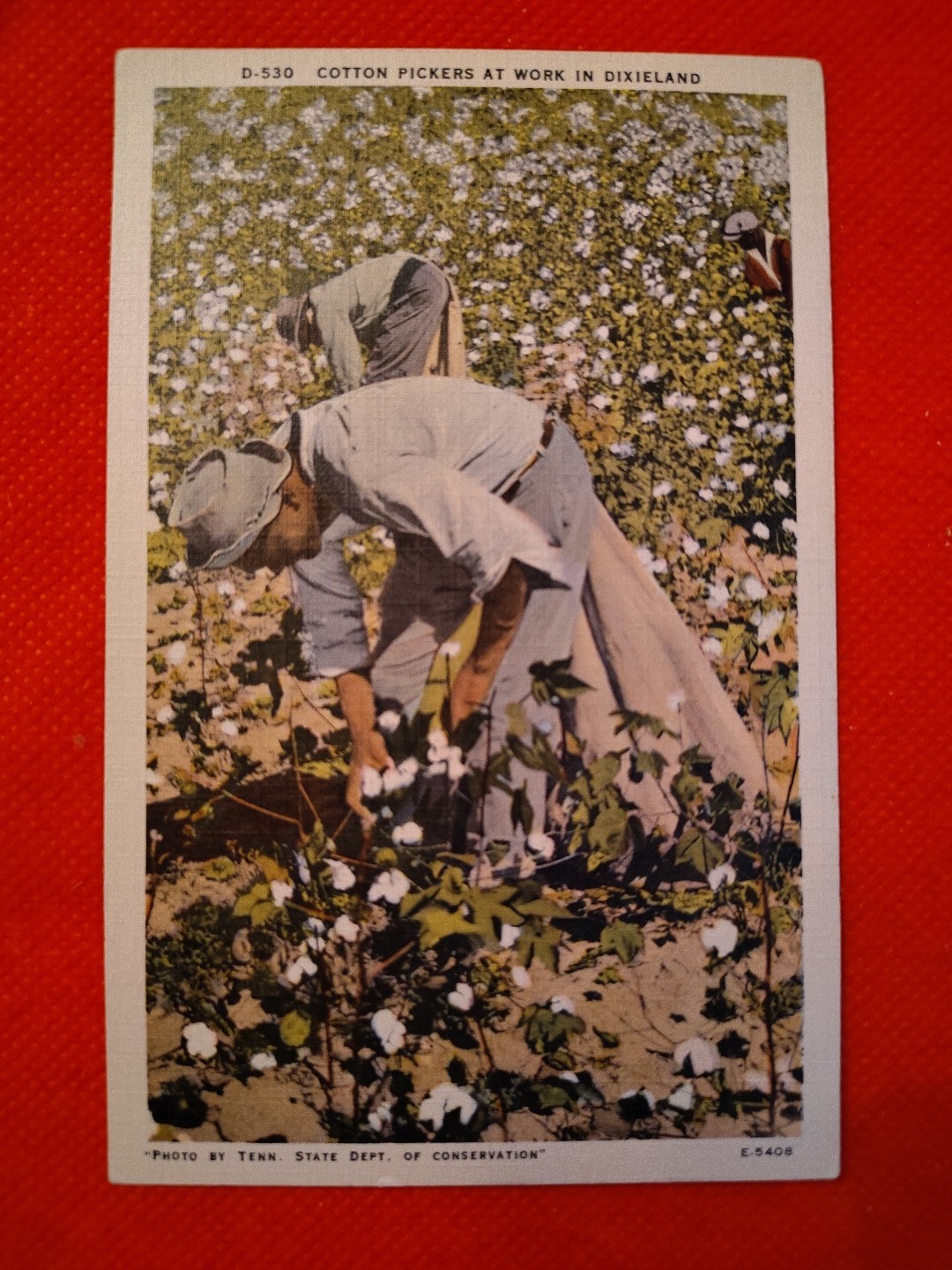 RPPC of Black Men Working  Cotton Fields  1940s? Tenn State Conservation Photo