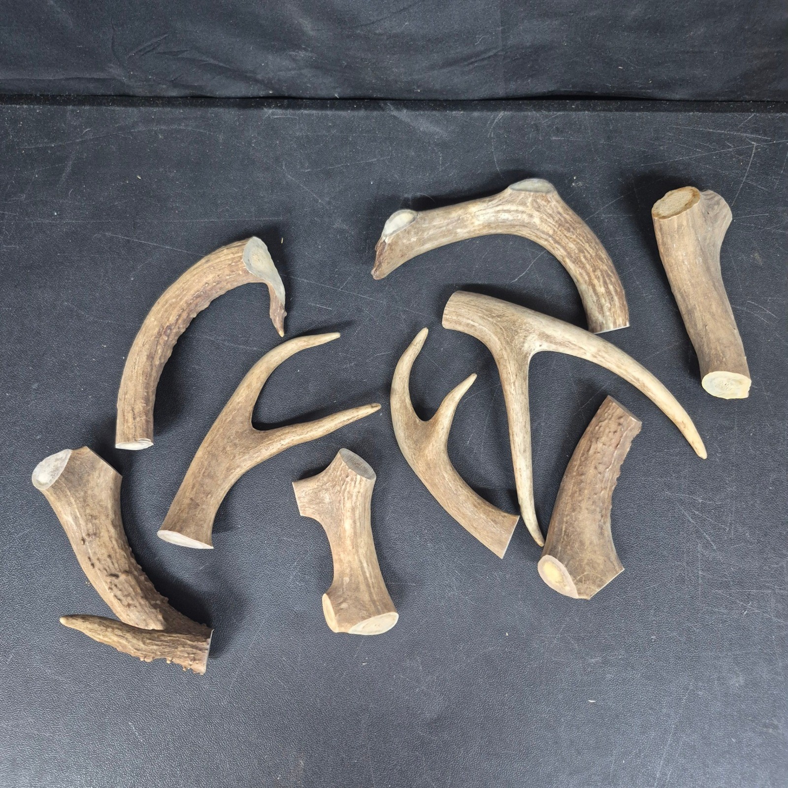 9 American Mule Deer Antler Pieces for Crafting Knife Handles Jewelry Decor