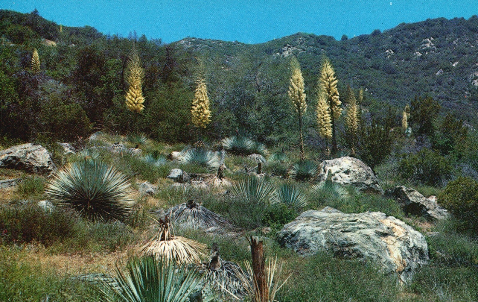 Postcard Native Yucca in Bloom Unused Chrome Antique Vintage PC e7779