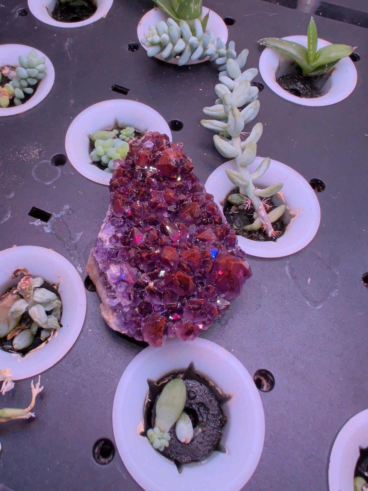 Alien Amethyst-purple With Red Hematite Very High Grade Collector Thunder Bay Alien Amethyst-purple With Red Hematite Very High Grade Collector Thunder Bay