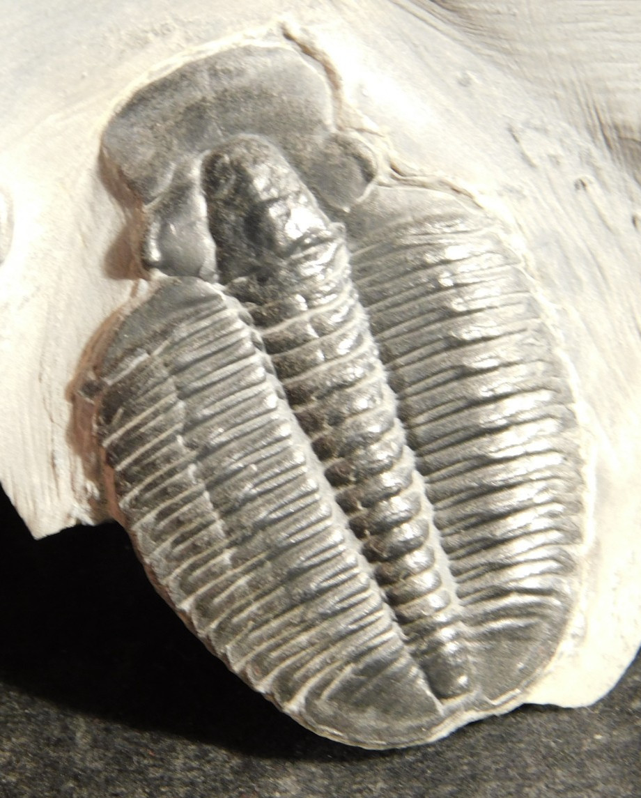 509 Million YEAR Old Elrathia Trilobite Fossil From Cambrian Utah 246gr *C