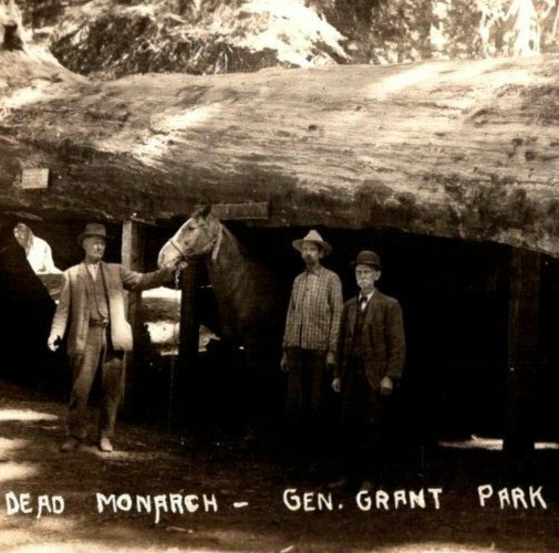 Vtg RPPC Men Dead Monarch Tree General Grant Park DOPS