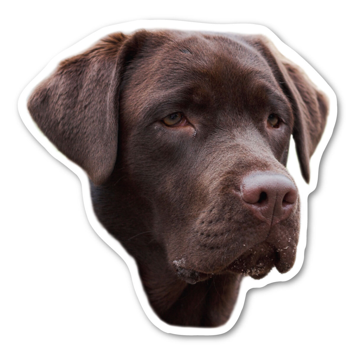 (Chocolate) Labrador Retriever  Magnet