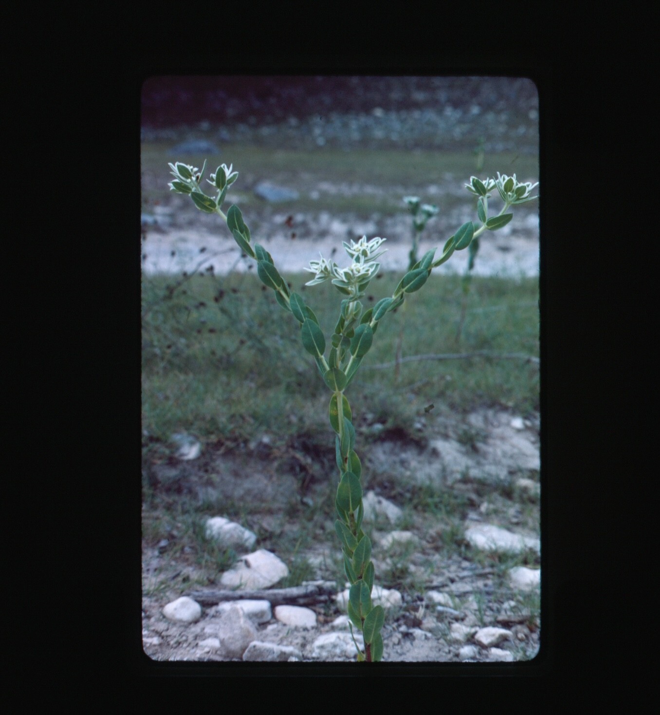 1975  Euphorbia Marginata Snow on the Mountain 35mm Slide Transparency