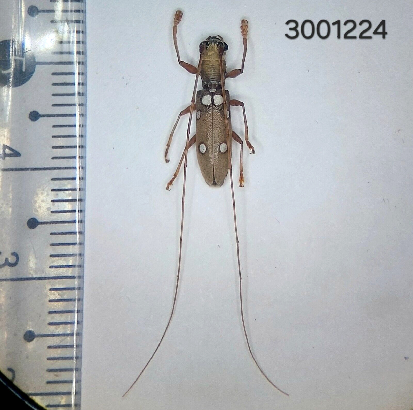 Cerambycidae Olenecamptus sp. #1224 A1 NORTH THAILAND
