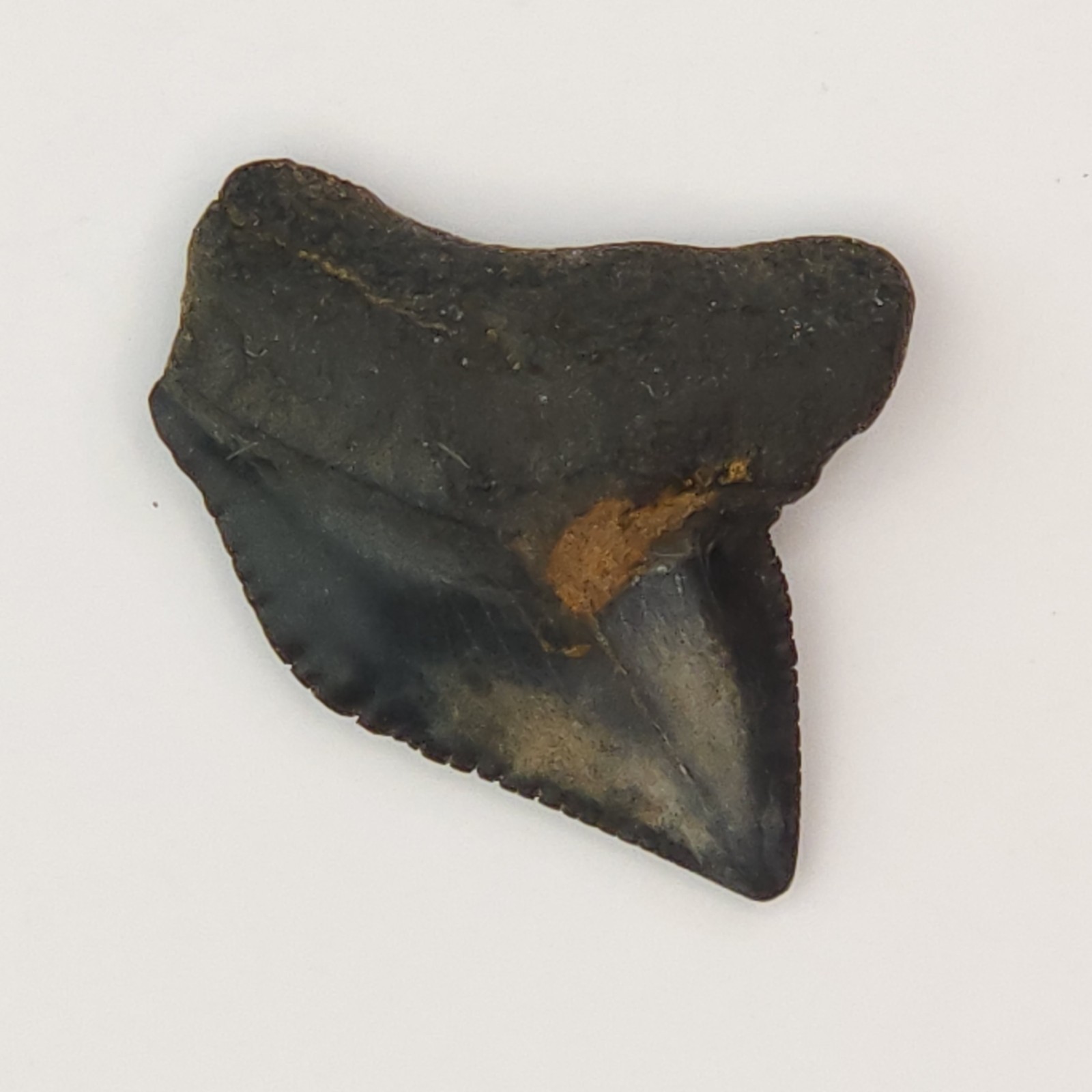 S. kaupi 0.65\