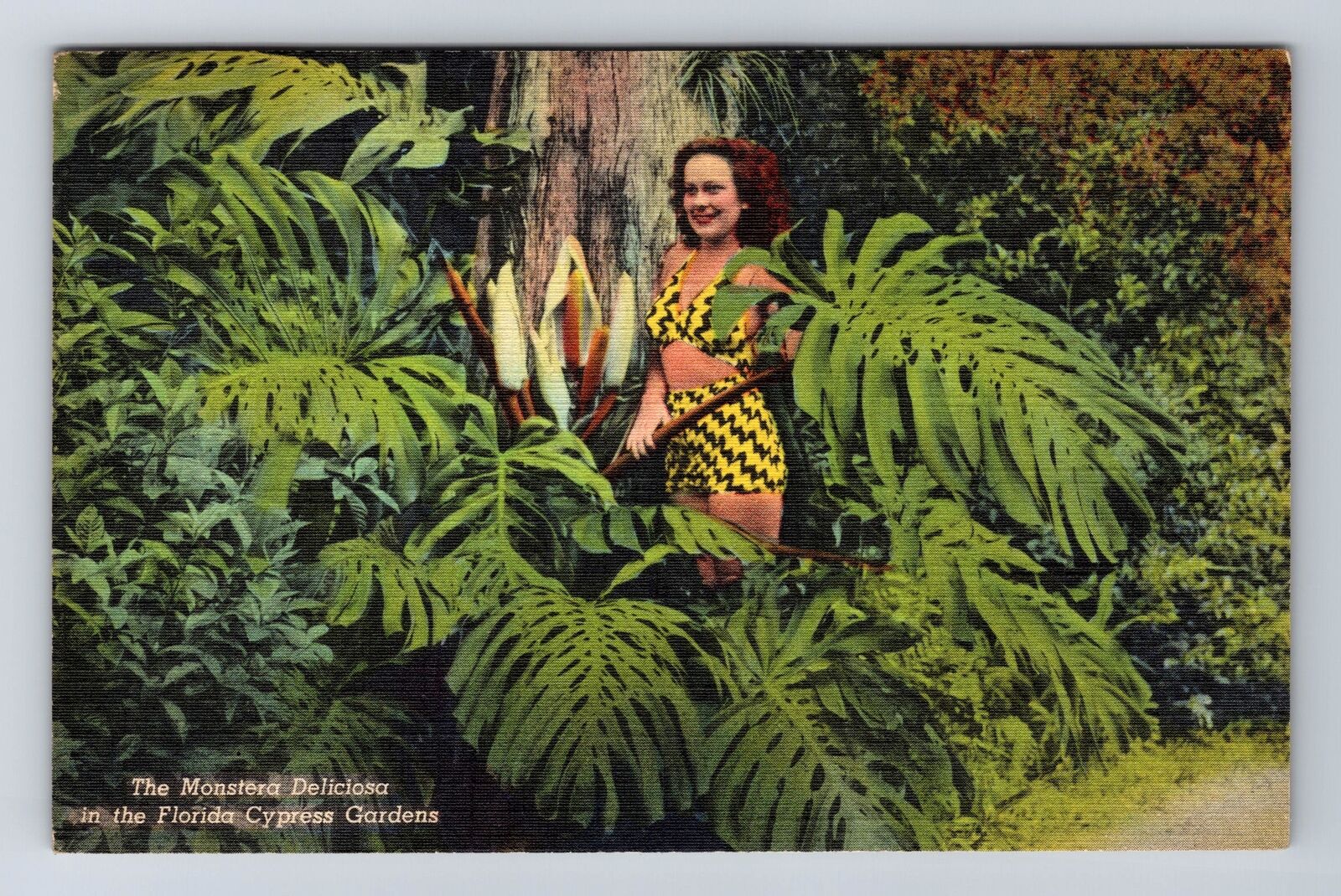 Cypress Gardens FL-Florida, The Monstera Deliciosa, Antique, Vintage Postcard