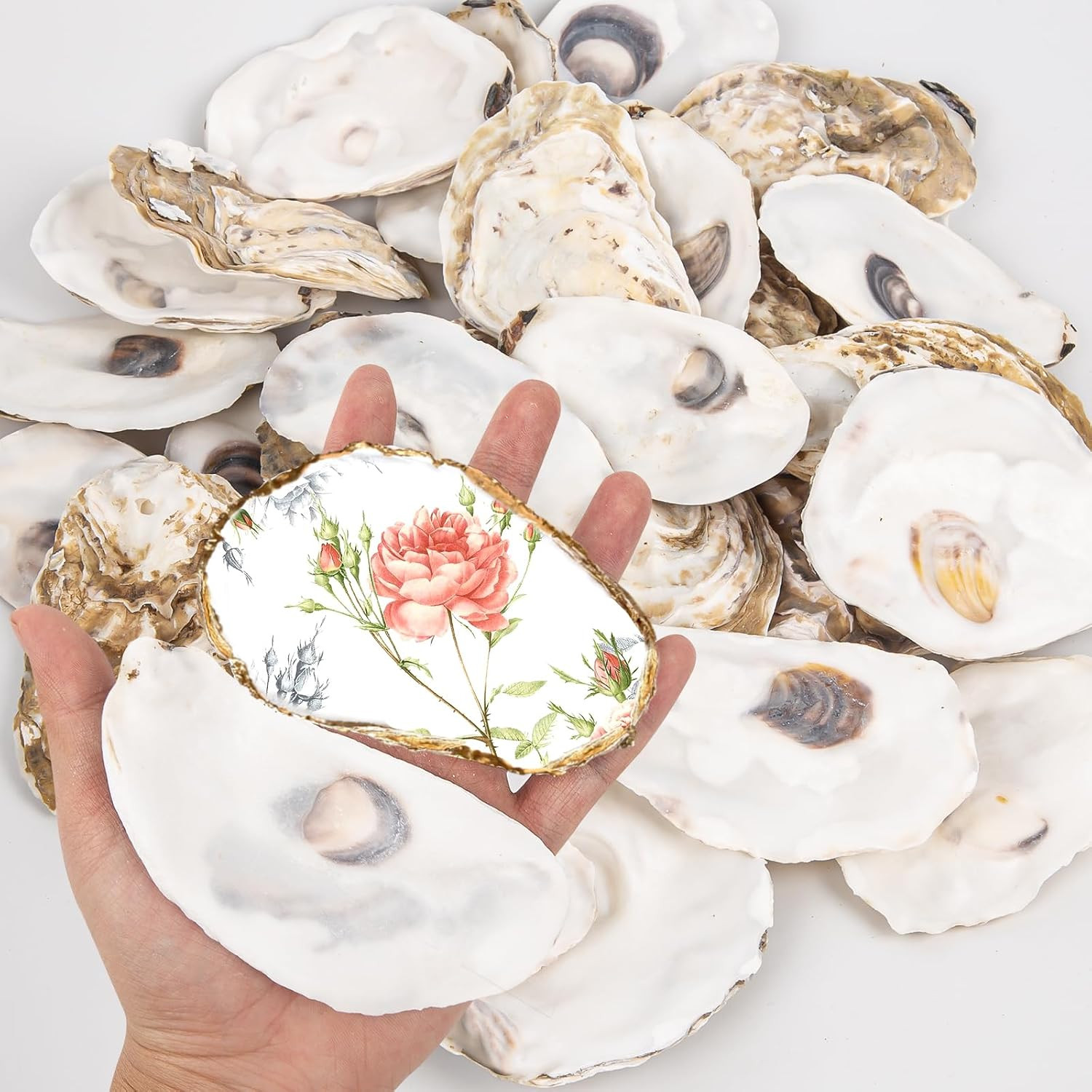 QICQDRAM 20PCS Flat Oyster Shells for Crafts 4-5\