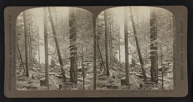 Photo:Oregon Northwest 1906 Giant Fir Forest Stereoview