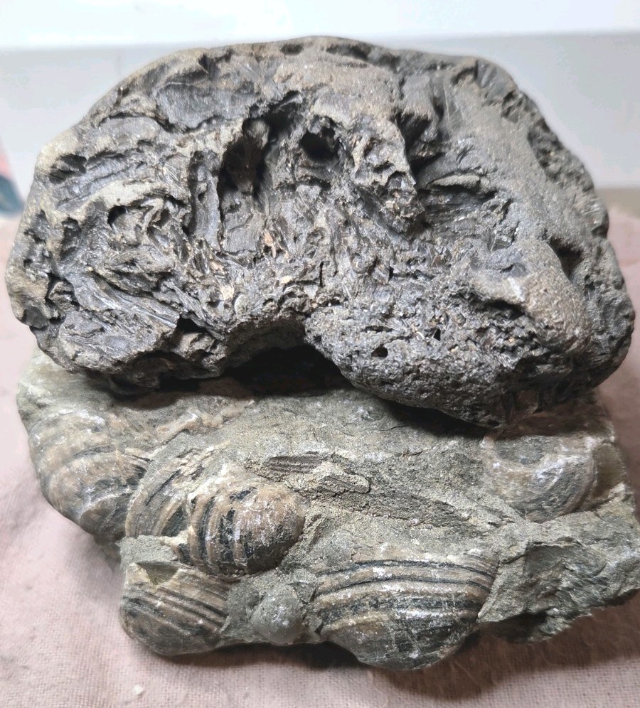 Fossil Bivalve  and other fossil 1.13 pds.total weight unknown location