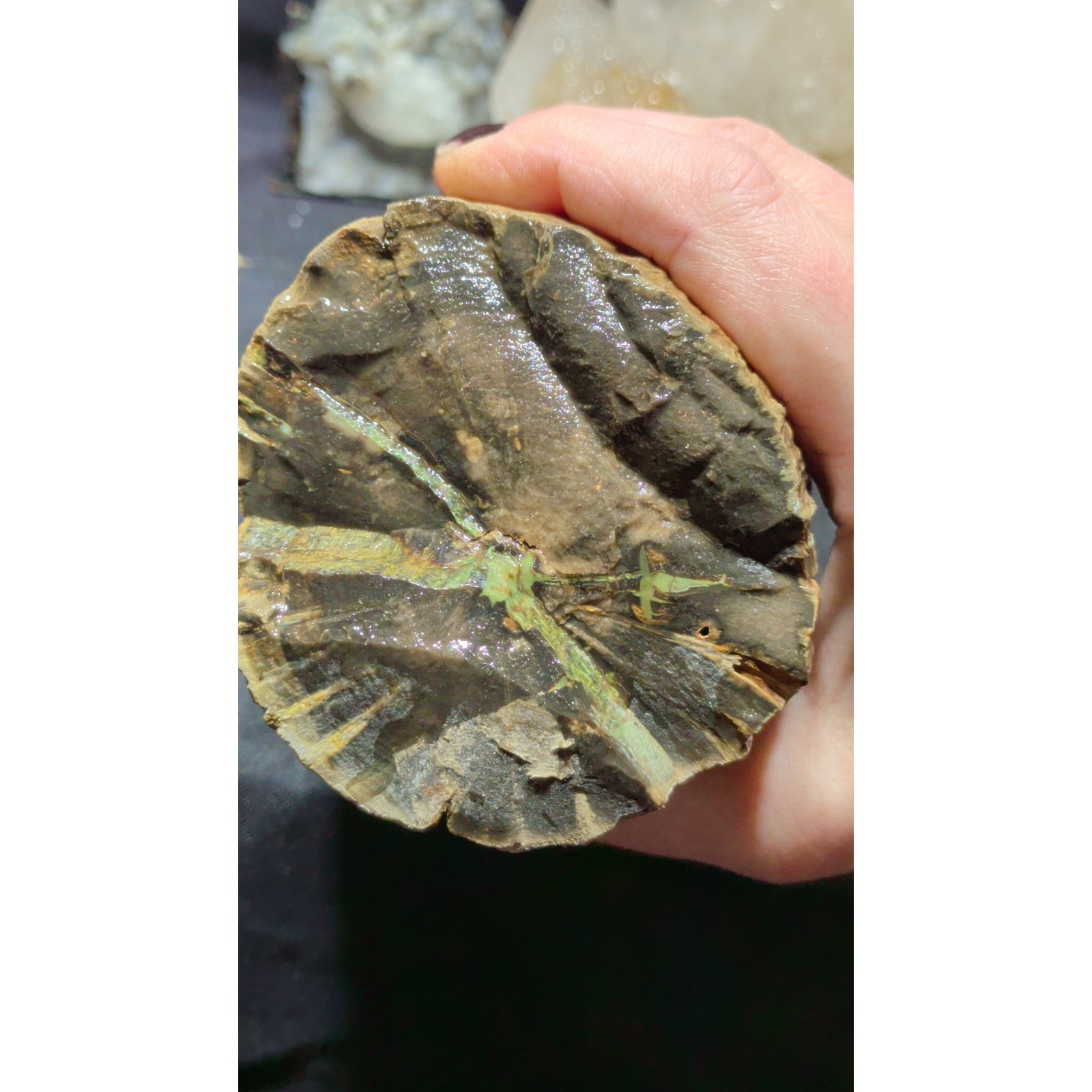 Zimbabwe Green Opalized Petrified Wood Log Specimen Natural Form (3lbs 11oz)