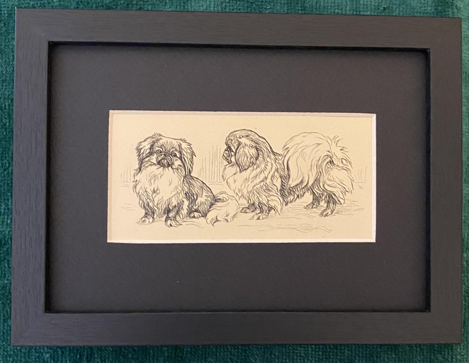 Pekingese Pekingese